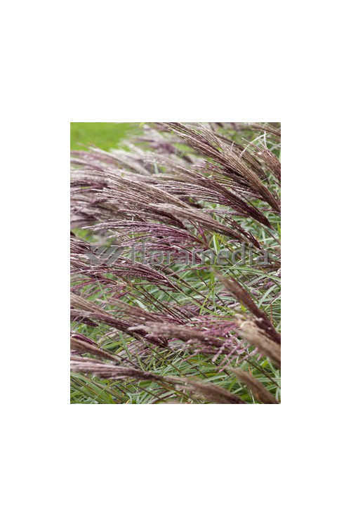 Miskant chiński 'Red Chief' | Miscanthus sinensis