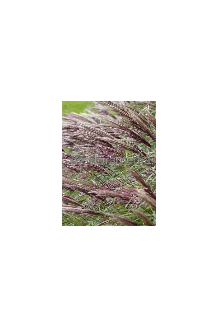 Miskant chiński 'Red Chief' | Miscanthus sinensis