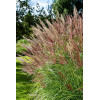 Miskant chiński 'Red Chief' | Miscanthus sinensis