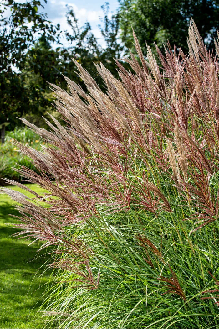 Miskant chiński 'Red Chief' | Miscanthus sinensis