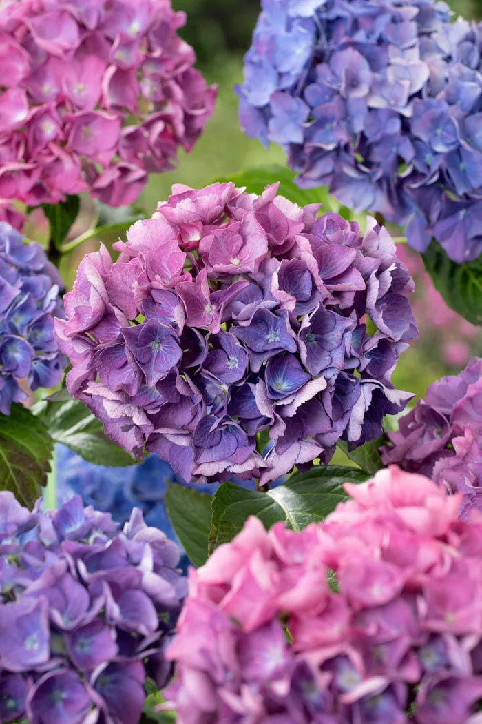 Hortensja ogrodowa 'Renate Steiniger' | Hydrangea macrophylla