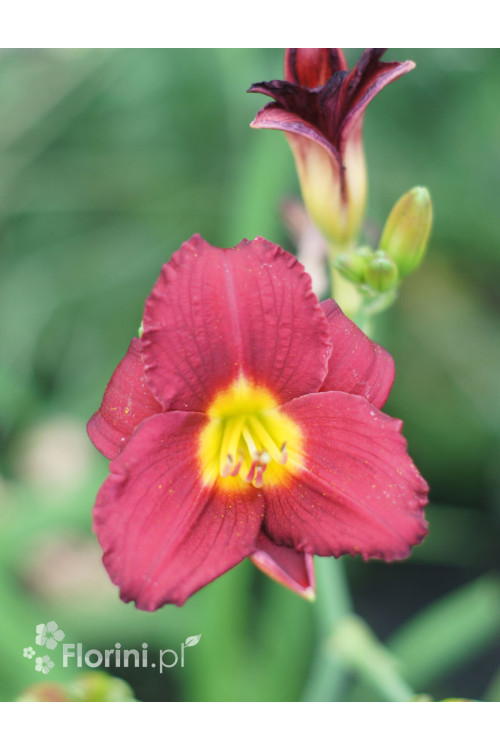 Liliowiec Pardon Me, Hemerocallis
