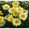 Złocień 'Goldfinch' | Leucanthemum