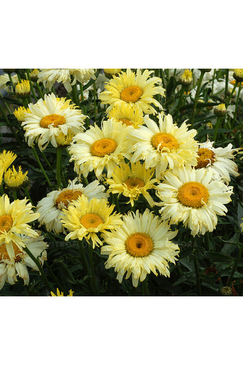 Złocień 'Goldfinch' | Leucanthemum