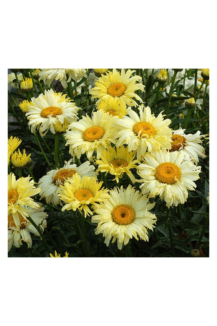 Złocień 'Goldfinch' | Leucanthemum