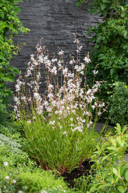 Gaura Lindheimera