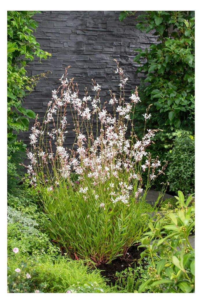 Gaura Lindheimera