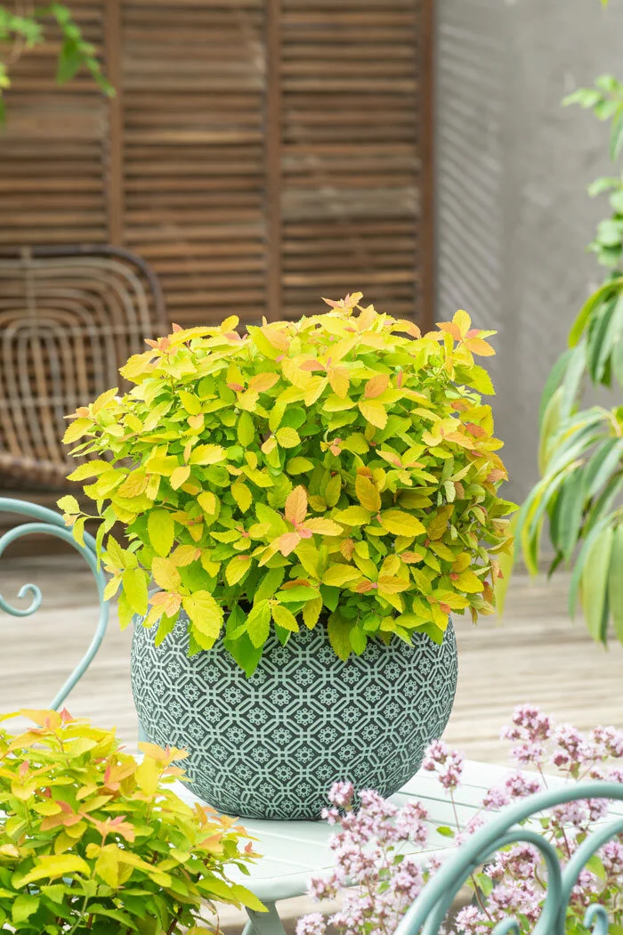 Tawuła 'Big Bang Tracy' | Spirea