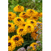 Rudbekia 'SmileyZ Double Kissing' | Rudbeckia