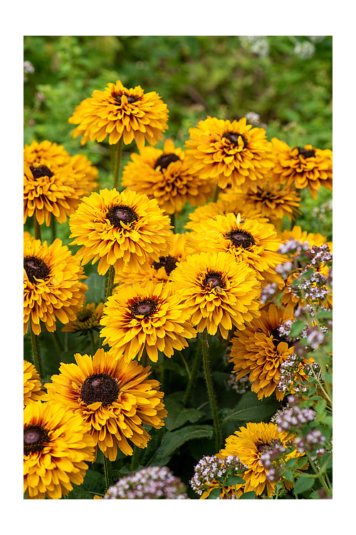 Rudbekia 'SmileyZ Double Kissing' | Rudbeckia