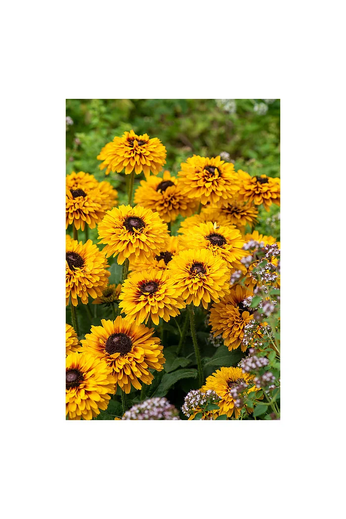 Rudbekia 'SmileyZ Double Kissing' | Rudbeckia