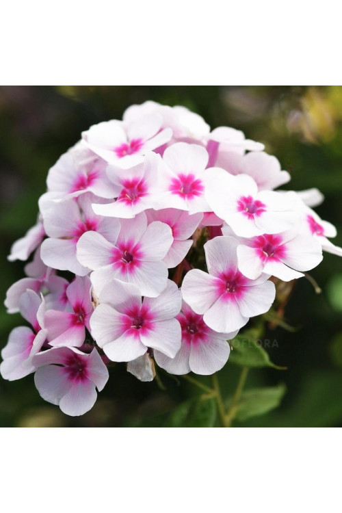 Floks wiechowaty 'Flame Pro Soft Pink' | Phlox panniculata