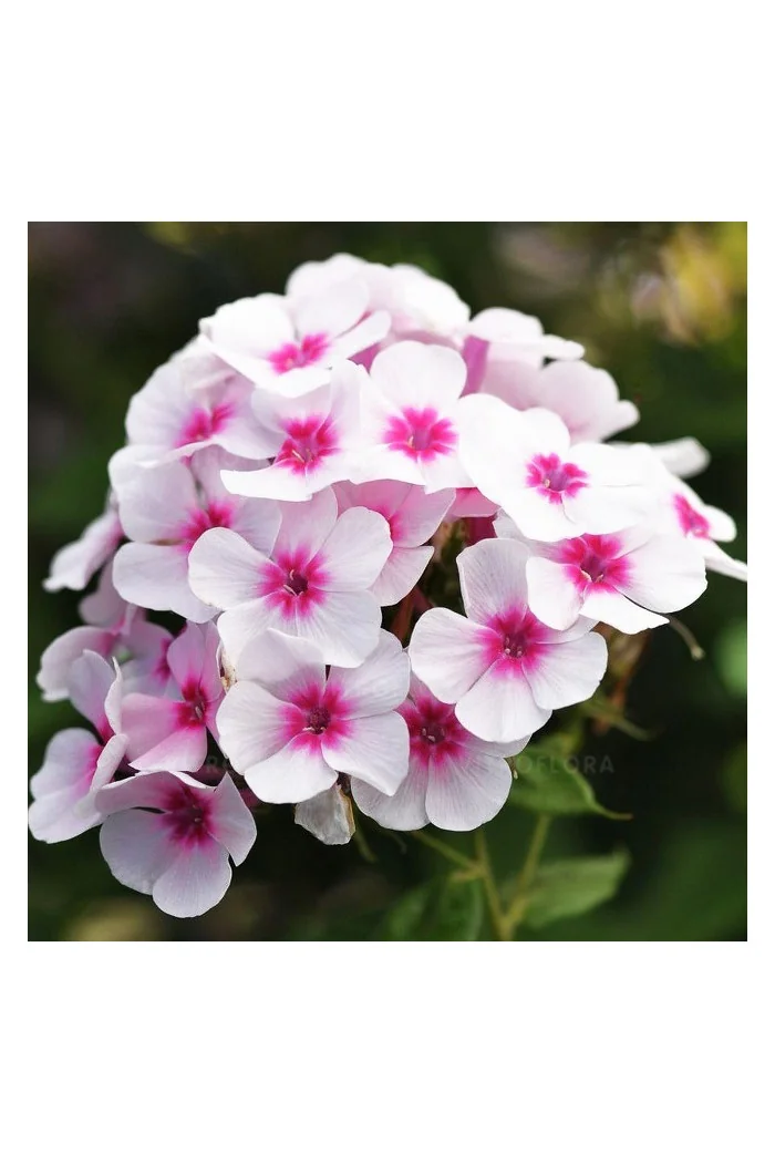 Floks wiechowaty 'Flame Pro Soft Pink' | Phlox panniculata