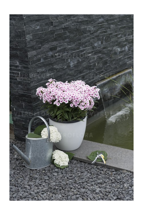 Floks wiechowaty 'Flame Pro Soft Pink' | Phlox panniculata