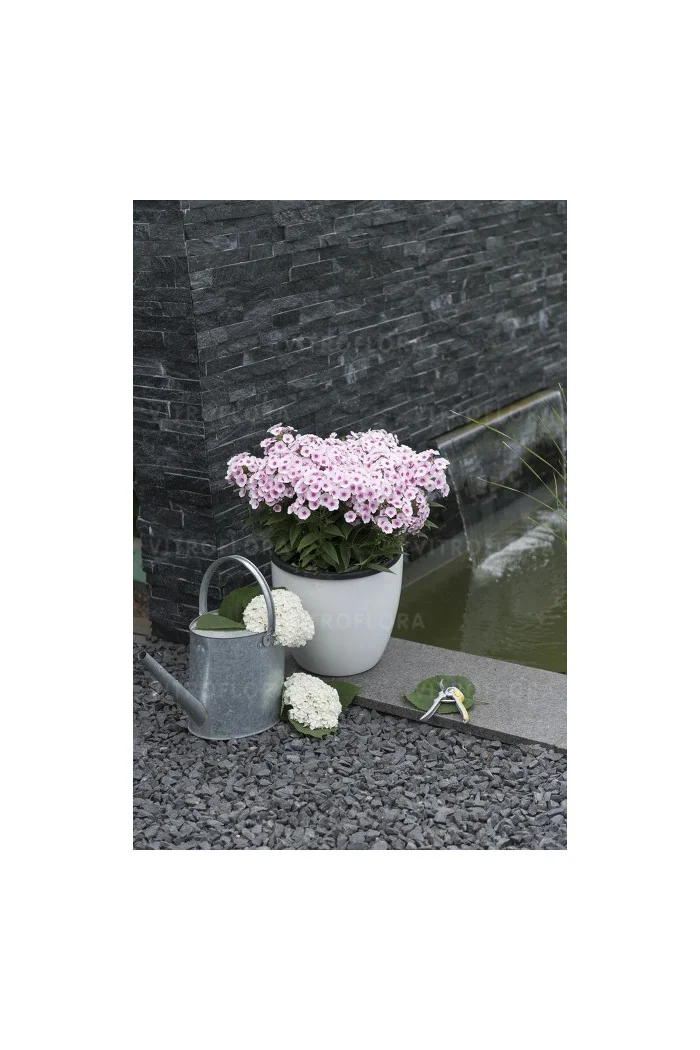 Floks wiechowaty 'Flame Pro Soft Pink' | Phlox panniculata