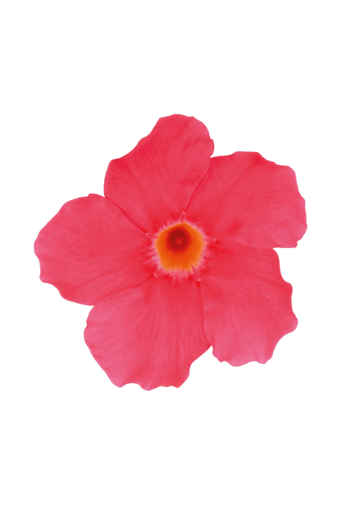 Sundaville 'Grand Rose' | Sundaville