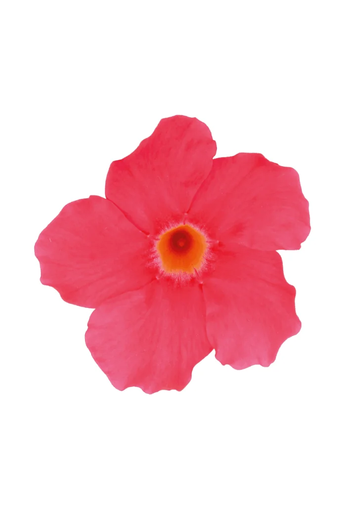 Sundaville 'Grand Rose' | Sundaville