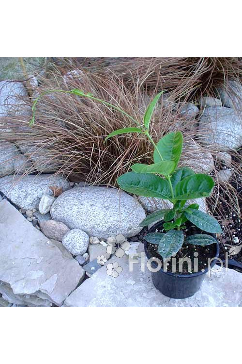 Sundaville 'Grand Rose' | Sundaville