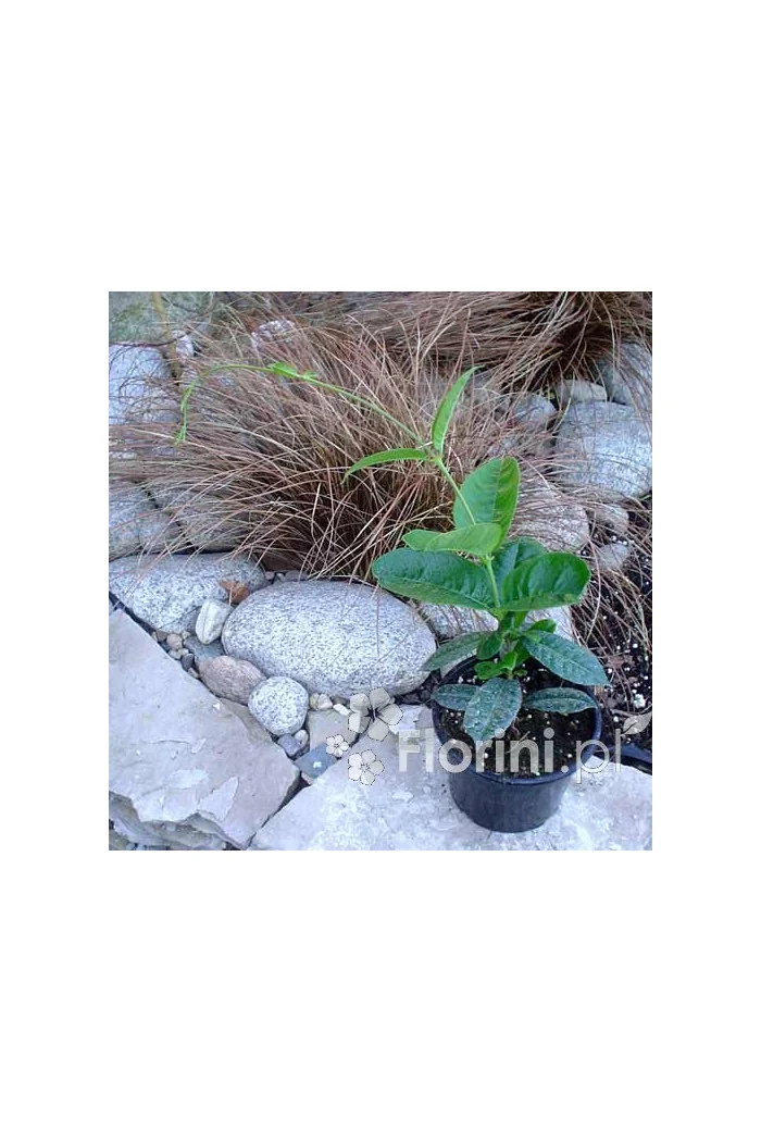 Sundaville 'Grand Rose' | Sundaville