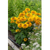 Rudbekia 'SmileyZ Double Kissing' | Rudbeckia