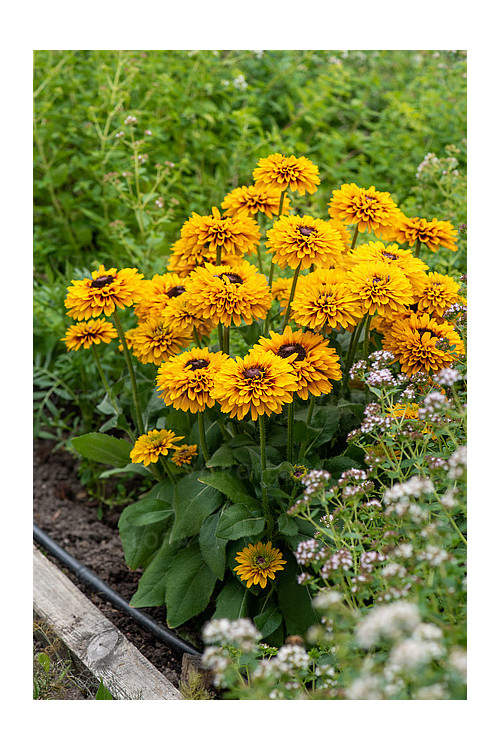 Rudbekia 'SmileyZ Double Kissing' | Rudbeckia