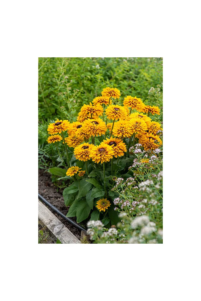 Rudbekia 'SmileyZ Double Kissing' | Rudbeckia