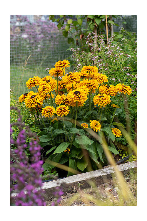Rudbekia 'SmileyZ Double Kissing' | Rudbeckia