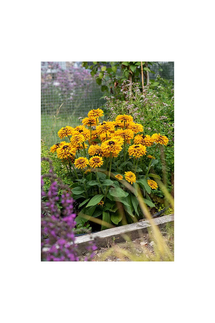 Rudbekia 'SmileyZ Double Kissing' | Rudbeckia