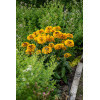 Rudbekia 'SmileyZ Double Kissing' | Rudbeckia