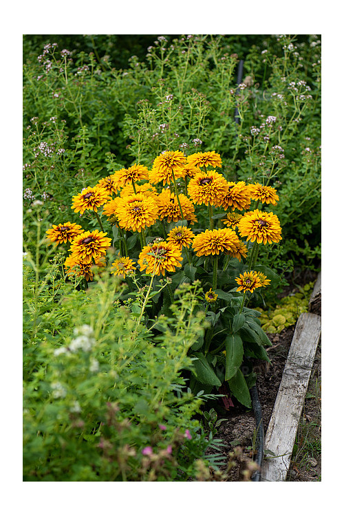 Rudbekia 'SmileyZ Double Kissing' | Rudbeckia