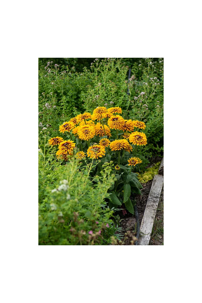 Rudbekia 'SmileyZ Double Kissing' | Rudbeckia