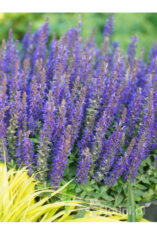 Szałwia Sensation 'Medium Violet' | Salvia