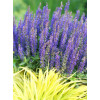 Szałwia Sensation 'Medium Violet' | Salvia