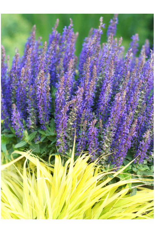 Szałwia Sensation 'Medium Violet' | Salvia