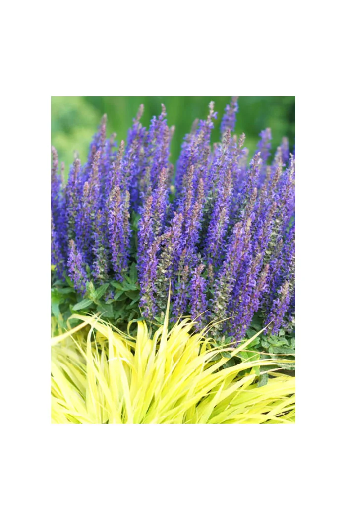 Szałwia Sensation 'Medium Violet' | Salvia