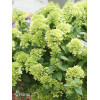 Hortensja bukietowa 'Mojito' | Hydrangea panniculata