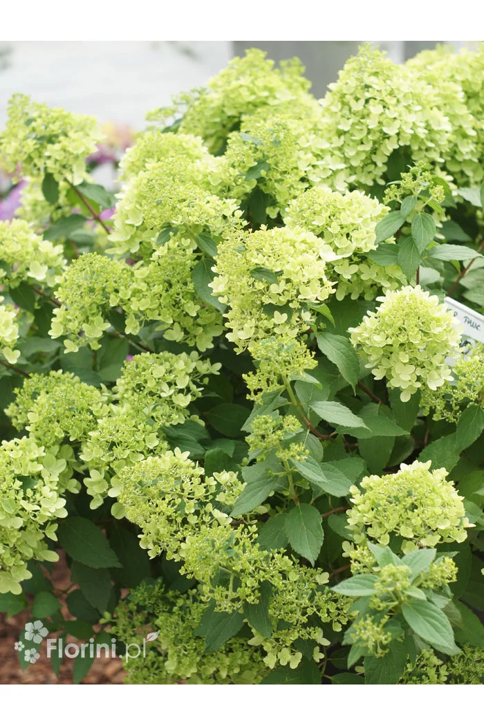 Hortensja bukietowa 'Mojito' | Hydrangea panniculata