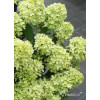 Hortensja bukietowa 'Mojito' | Hydrangea panniculata