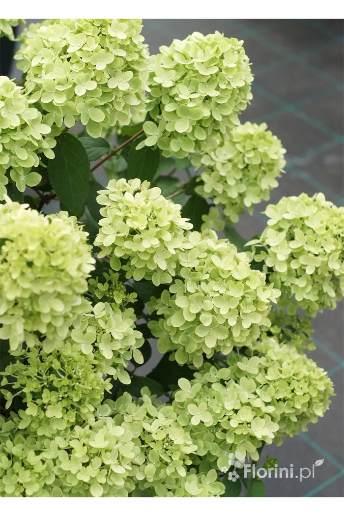 Hortensja bukietowa 'Mojito' | Hydrangea panniculata