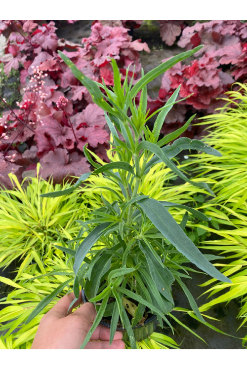 Gipsówka wiechowata 'Festival White Flare' | Gypsophila paniculata
