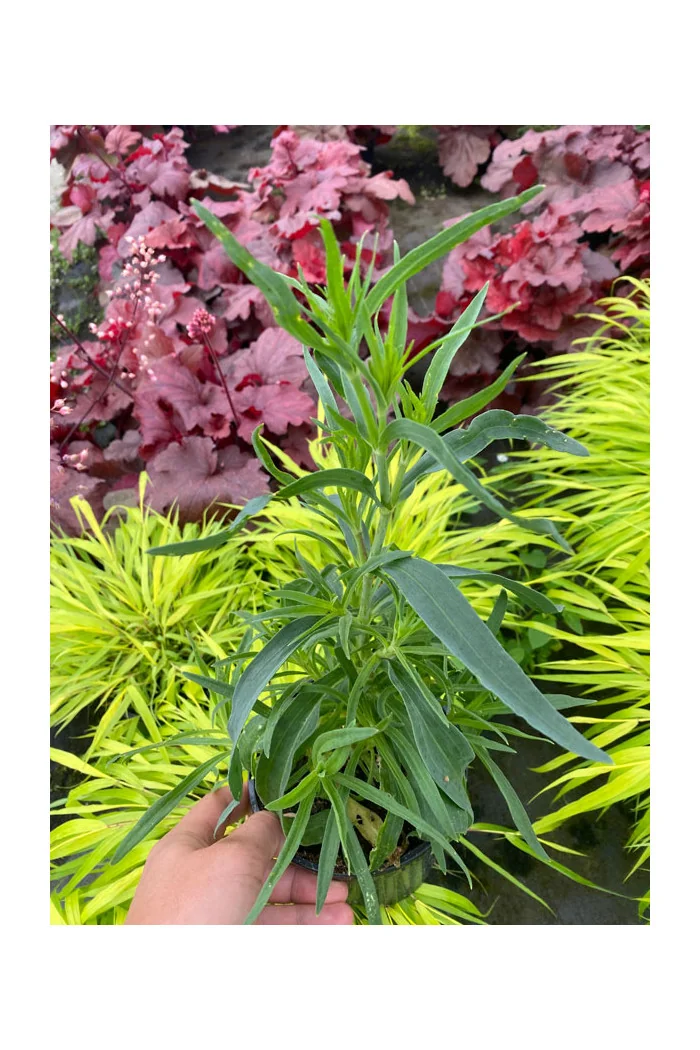 Gipsówka wiechowata 'Festival White Flare' | Gypsophila paniculata