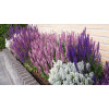 Szałwia Sensation 'Medium Deep Rose' | Salvia