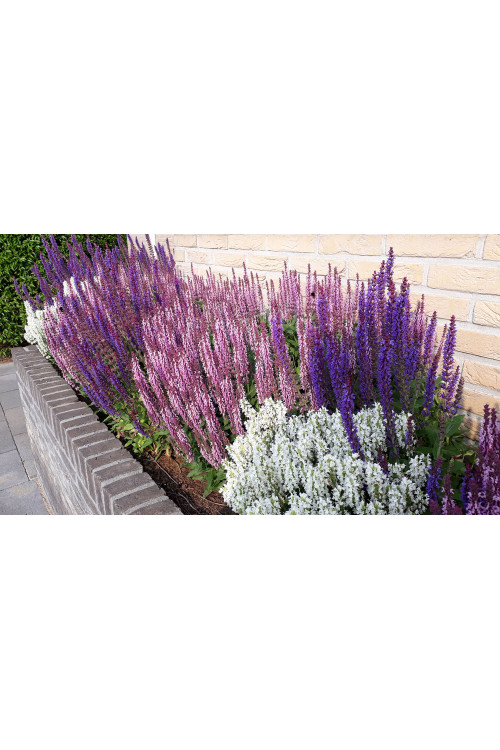 Szałwia Sensation 'Medium Deep Rose' | Salvia