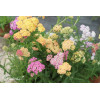 Krwawnik ogrodowy 'Summer Pastels' | Achillea millefolium