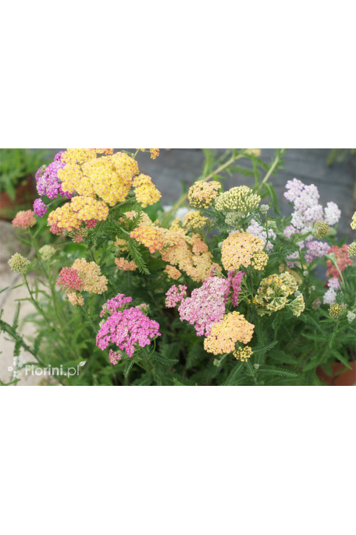 Krwawnik ogrodowy 'Summer Pastels' | Achillea millefolium