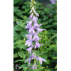 Dzwonecznik 'Gaudi Violet' | Adenophora latifolia