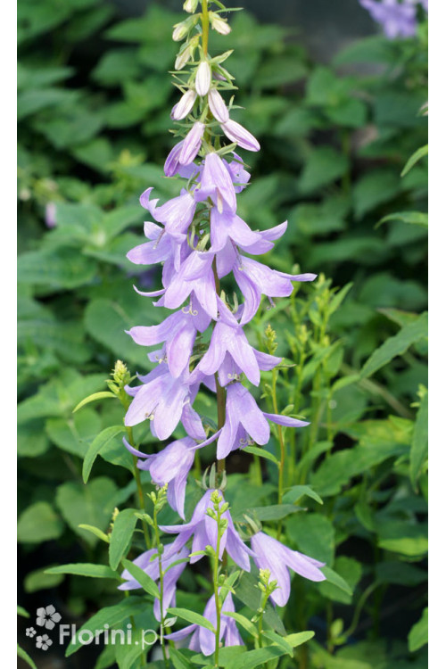 Dzwonecznik 'Gaudi Violet' | Adenophora latifolia