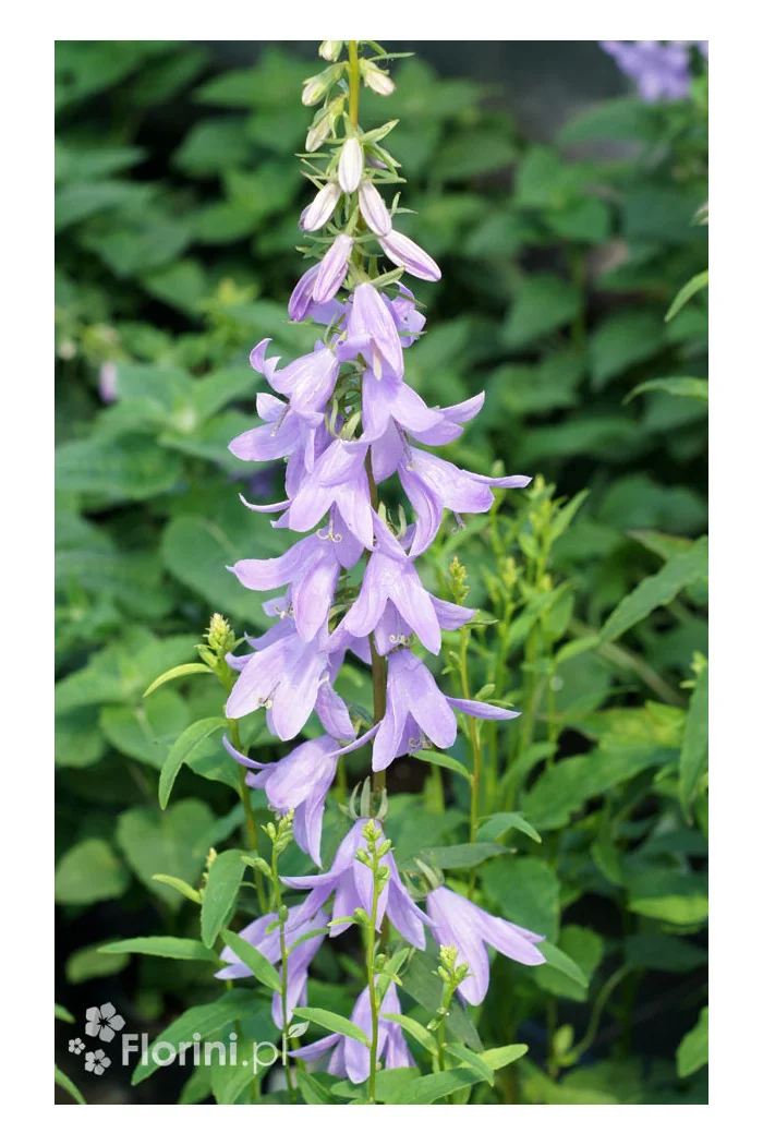Dzwonecznik 'Gaudi Violet' | Adenophora latifolia
