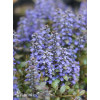 Dąbrówka 'Black Scallop' | Ajuga reptans