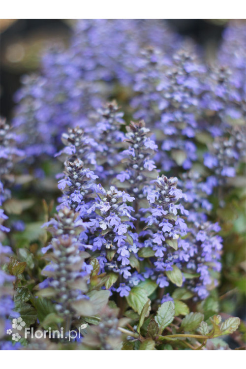 Dąbrówka 'Black Scallop' | Ajuga reptans